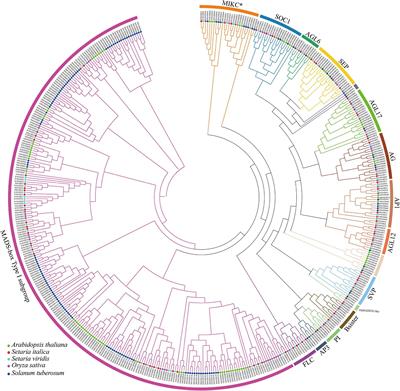 Genome-Wide Analysis of MADS-Box Genes in Foxtail Millet (Setaria italica L.) and Functional Assessment of the Role of SiMADS51 in the Drought Stress Response